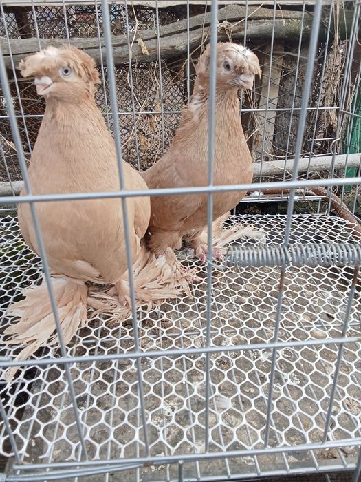 Продам голубей хороших