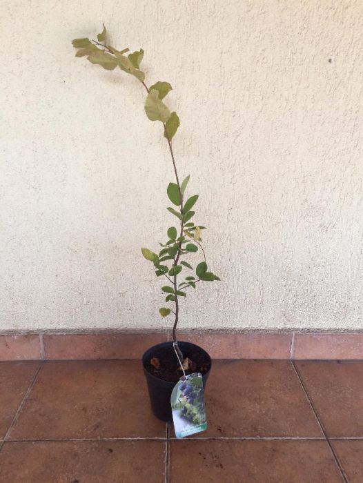 Vand afin canadian radacina libera