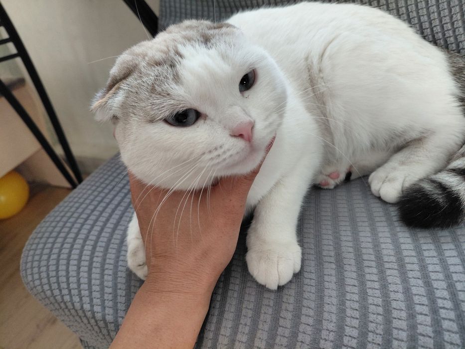 Кошка в добрые руки