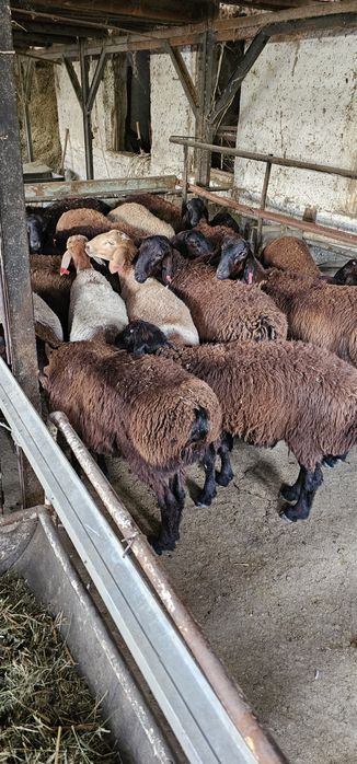 Киргиз кози кучкорлари сотилади