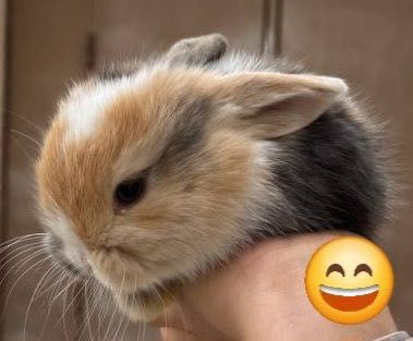 Продам Кроликов породы Минилоп Сплит/Минелоп Сплит қуёнчалар