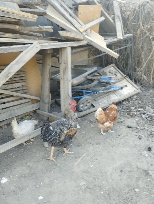 Продам питух балшой