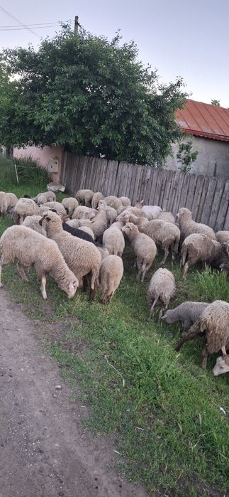 Vand oi si capre