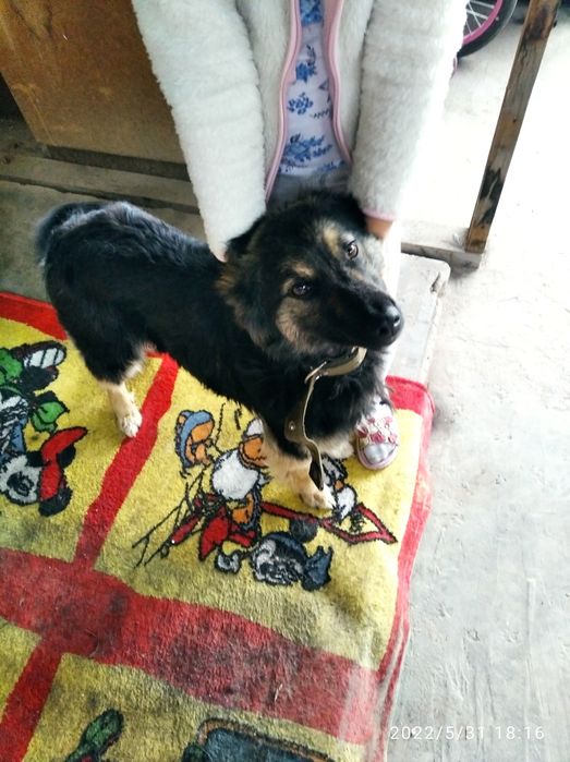 Девочка, помесь с овчаркой