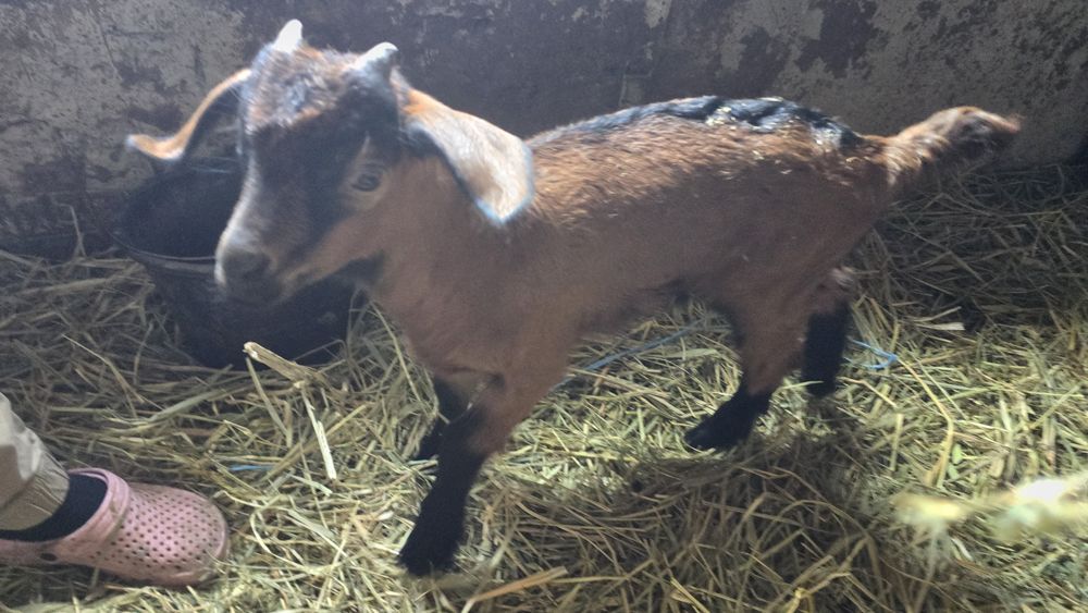 Iezi rasa alpin fancez