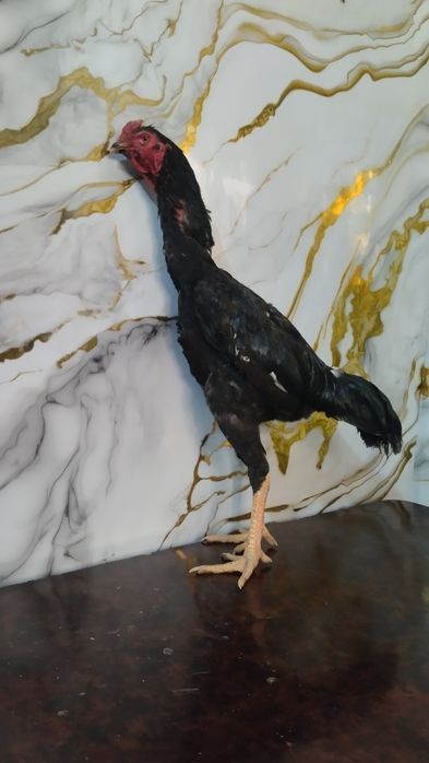 Dakan Korea  shamo xoʻrozlari