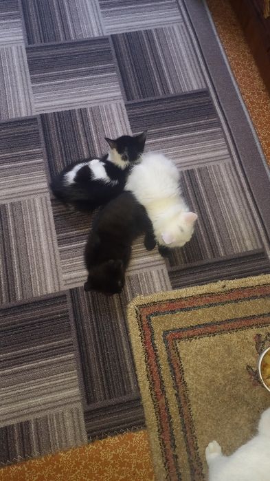 Котики отдам даром