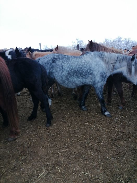 Продам кобылу с табуна