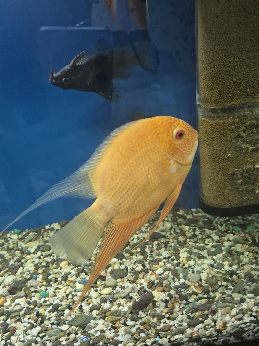 Продам астронотусов и северумов