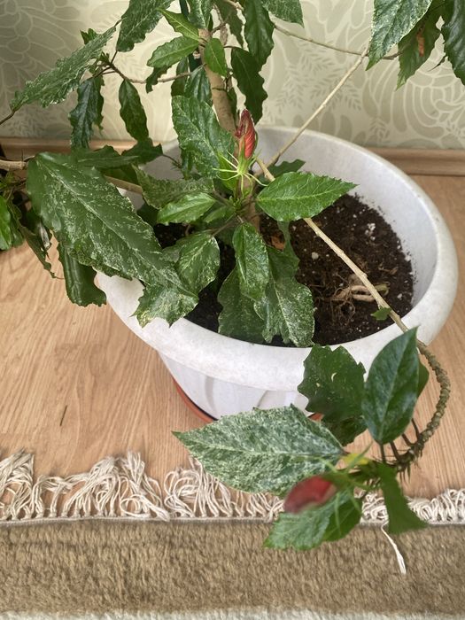 Продам цветок гибискус