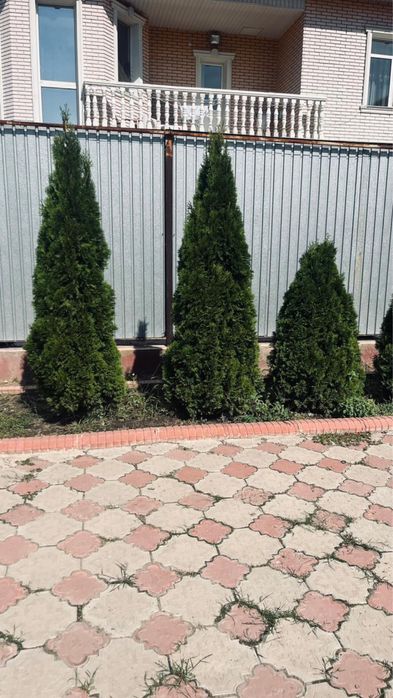 Продам туя Смарагд не дорого!