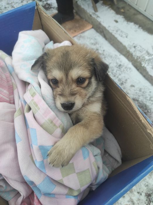 Отдам даром в добрые ответственные руки полтора месяца. Возраст 1,5 ме