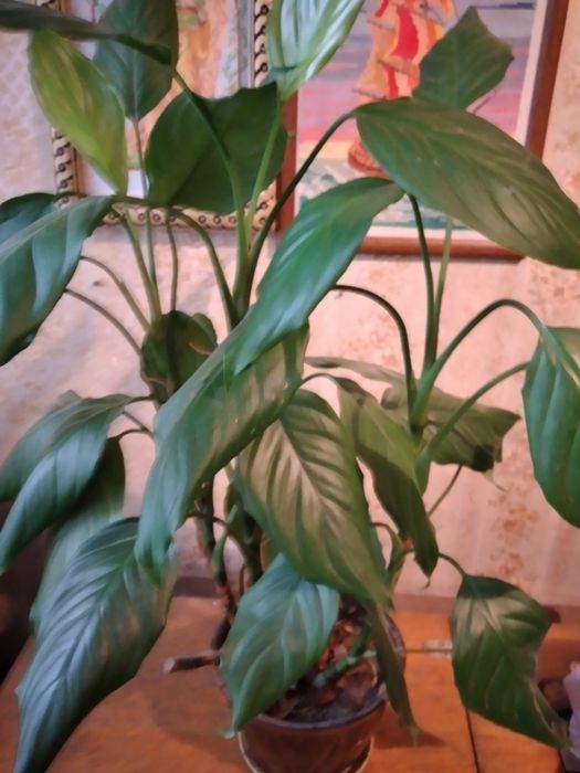 Спатифилум отростки с корешками