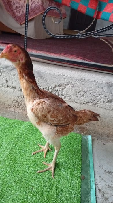 Дакан тауық сатылады