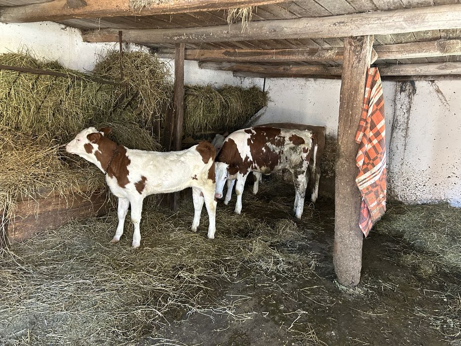 Vand un tauras si doua vitele