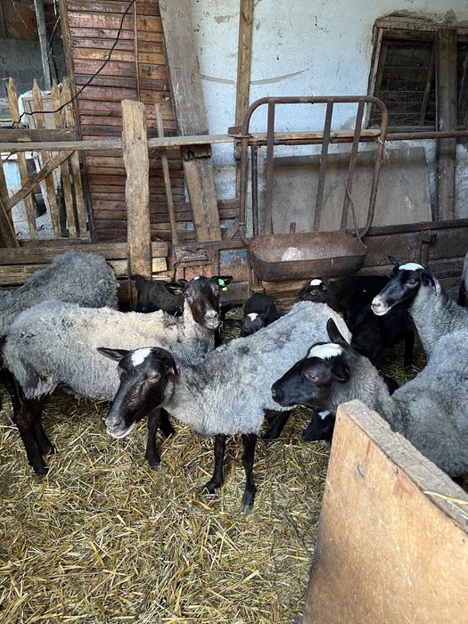 Кошкары на племя