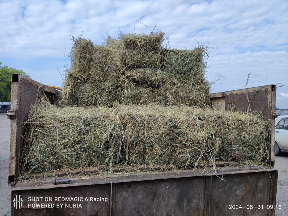 Продам тюкованое сено