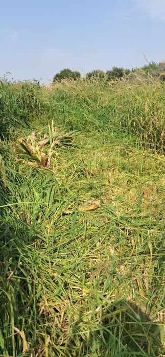 Сиырға жылқыға шөп сатамыз