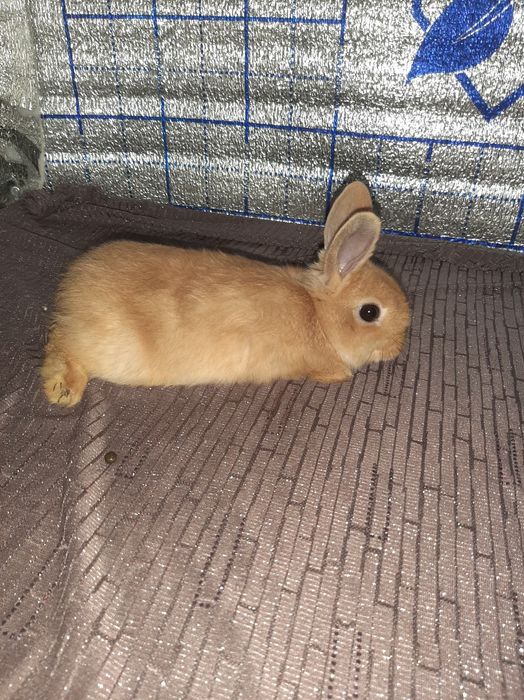 Karlik tikka quloq kotta bòmidigan quyoncha