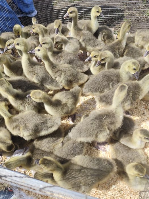 Подрощенная птица!