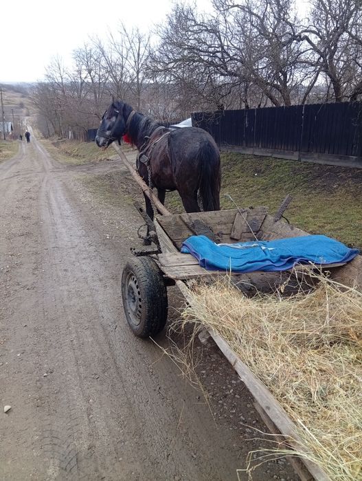 Vând cal de 2 ani