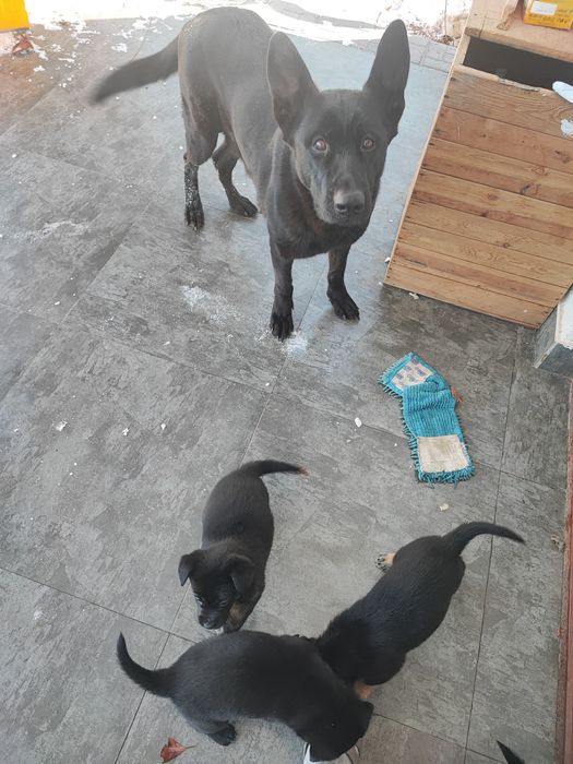 Щенята бесплатно