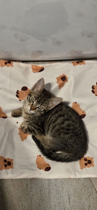 Adoptie Motanel 3 luni, cantaret, vaccinat FIV FeLV negativ