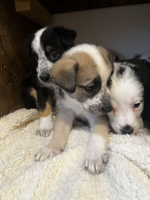 Подаряваме бебета кучета