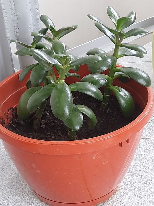 Bananier Musa Basjoo, smochin, ficus,  arbore de jad