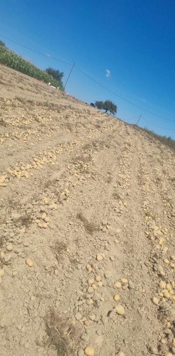 De vânzare cartofi albi de consum si de sămânță