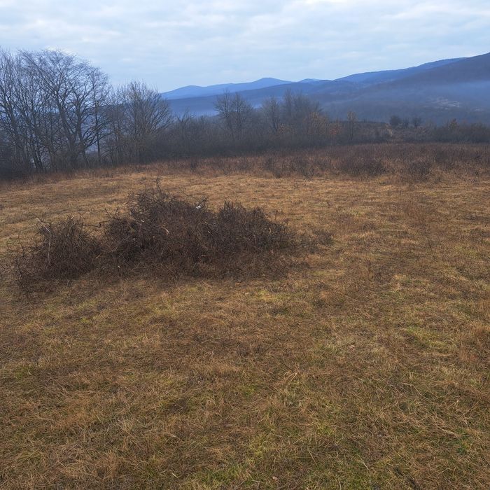 Defrisare terenuri,curățare pasuni