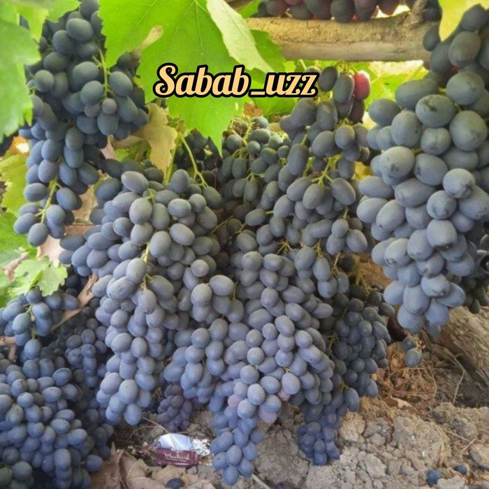 Tok kòchati va qalamchalari bor Parkent