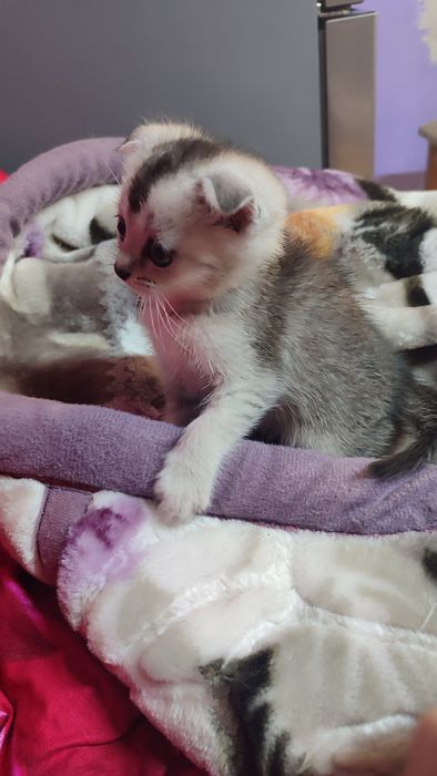 Продаются котята