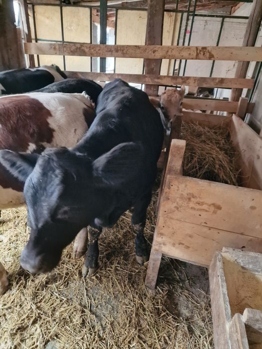 Vând viței mari.