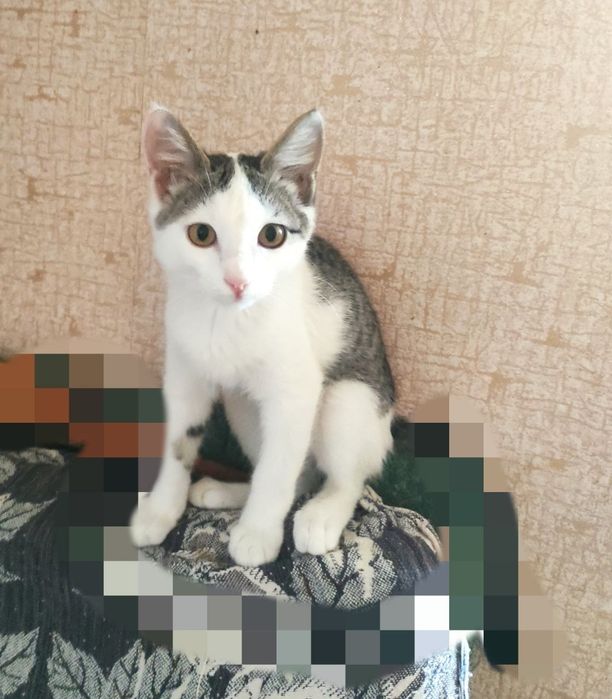 Пристройство животных