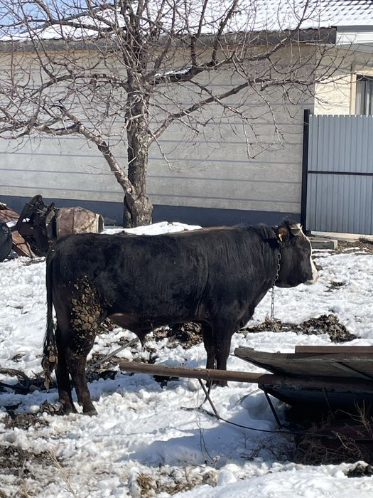 Бык буга откормленый