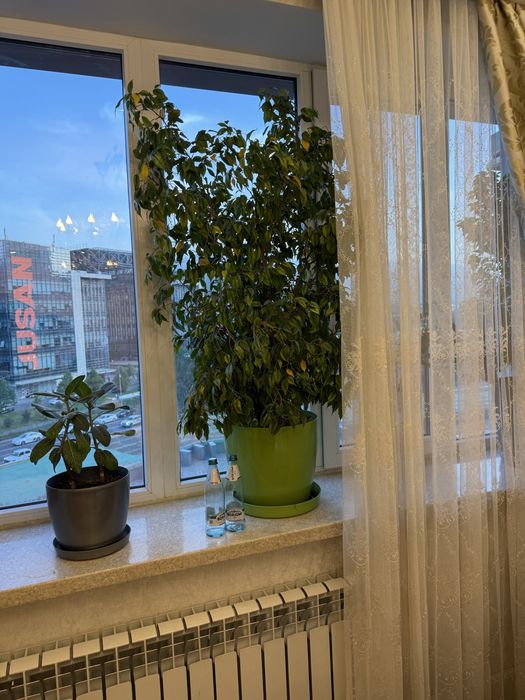 Фикус Бенджамина