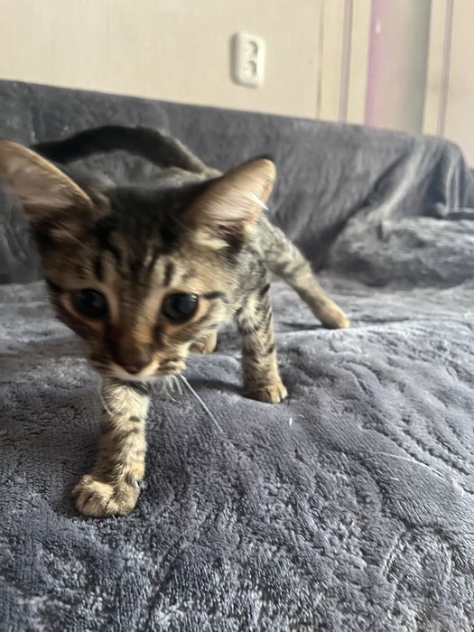 Котенок мальчик ищет дом