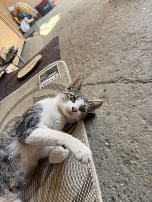 adoptie pisica blanda