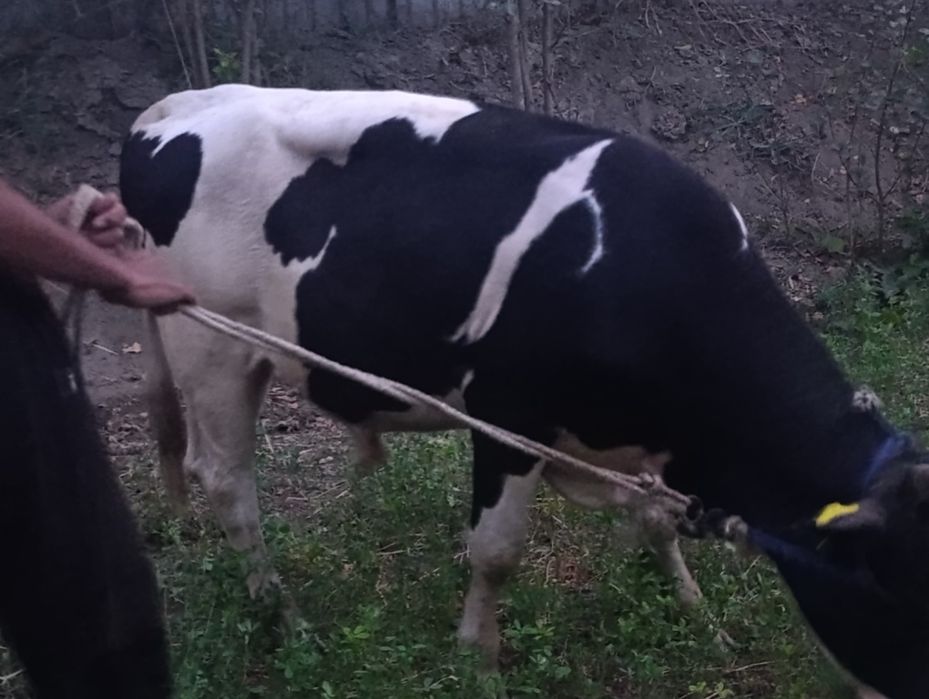 Simentalga Gibrid buqa sotiladi