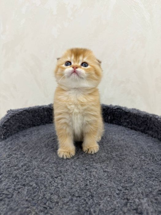 Золотистая шиншилла