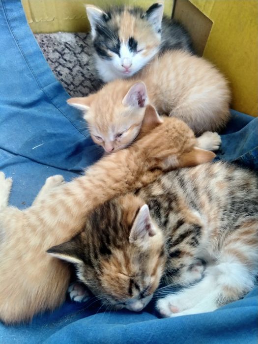 Отдам котят в добрые руки