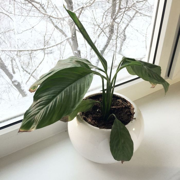 Цветы комнатные в