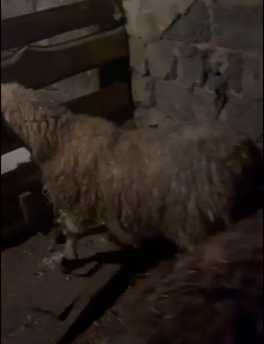 Токты молодые жирные