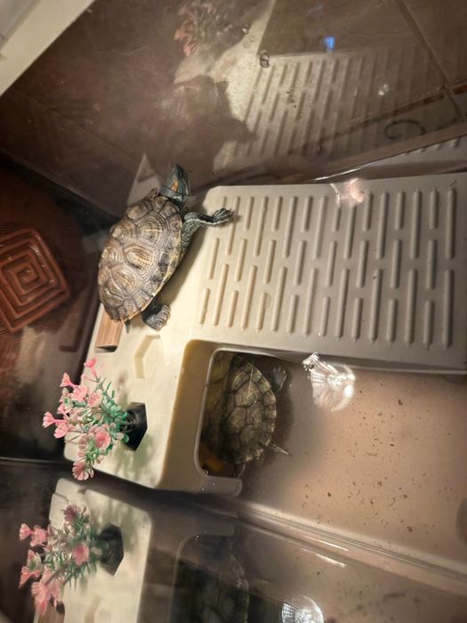 Красноухаие черепахи