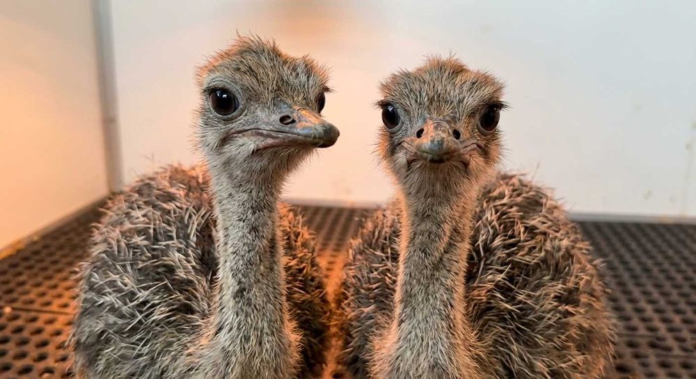 Pui de Struț – 1 lună – Fermă Pocola, Bihor