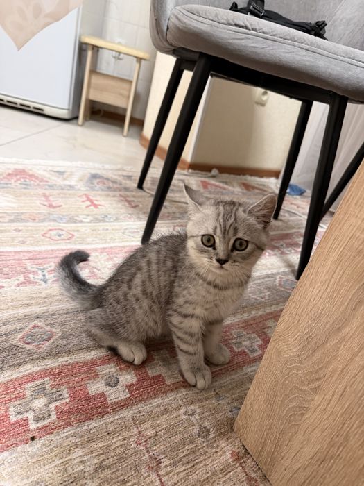 Британские котенок мальчик