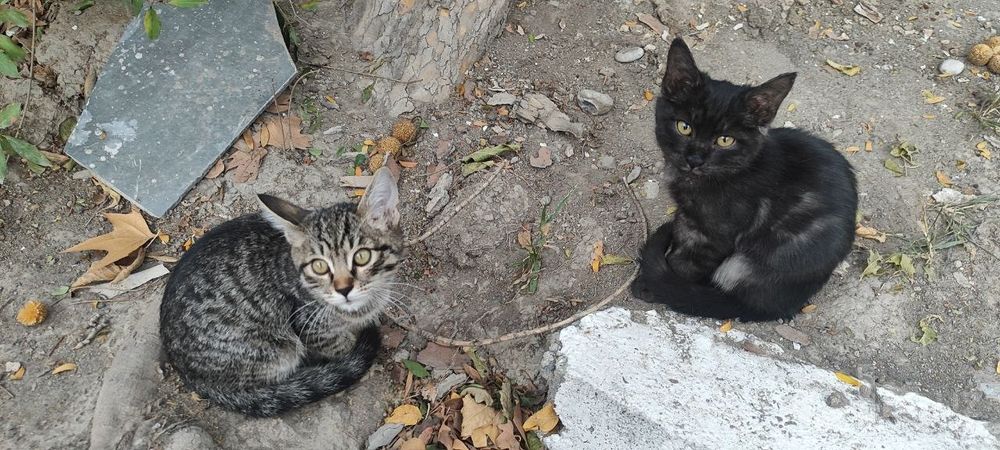 Отдадим в хорошие руки.