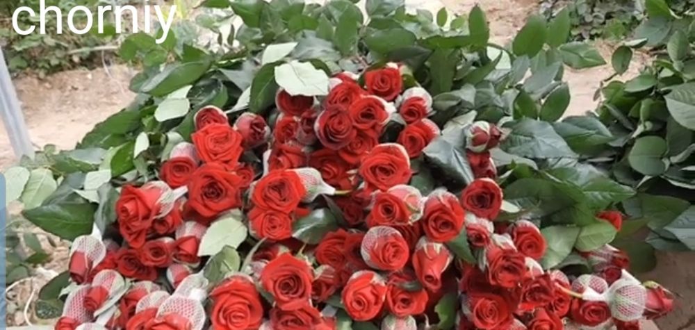 Atirgul kochatlari va atirgul kozlari katalina ,jumila ,chorniy magia,