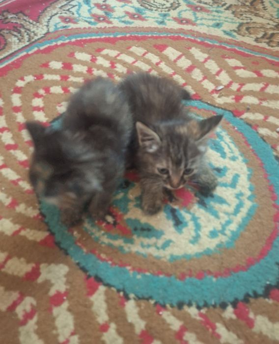 Котенок 2 шт отдам даром бесплатно